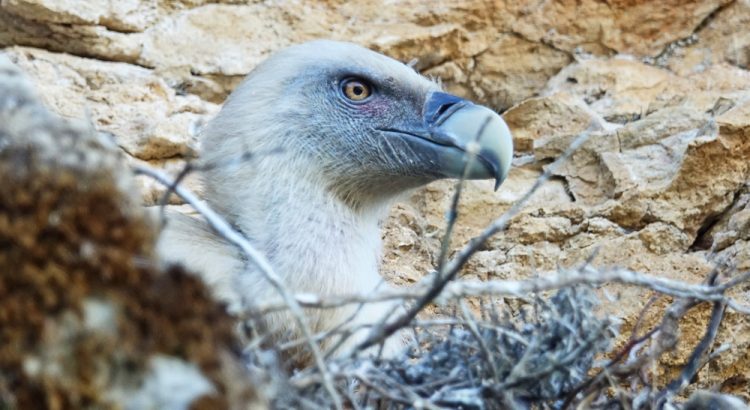 Griffon Vultures incubation - Incubation des Vautours fauves - Incubación de los Buitres leonados