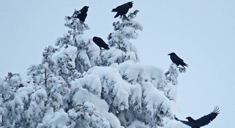 Raven roost - Dortoir Grands Corbeaux - Dormidero Cuervos